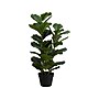 Monarch Specialties Inc. Fiddle-Leaf Fig in Pot (I 9511)~#|#~97424431-9362-4AF0-8D321EAEF2C51787_sc7