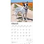 2026 BrownTrout Australian Cattle Dogs 12" x 12" Monthly Wall Calendar (9798330702190)~#|#~97CB98C0-1CC2-4AB8-96B9DBE703472EB0_sc7