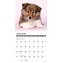 2026 Willow Creek Sheltie Puppies 12" x 12" Monthly Wall Calendar (52754)~#|#~97FAA196-421B-4B59-84902350C18D480B_sc7