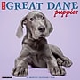 2026 Willow Creek Great Dane Puppies 12" x 12" Monthly Wall Calendar (55441)~#|#~980242F9-09D2-4004-8F05CA94DAE68938_sc7