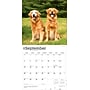 2026 BrownTrout Golden Retrievers 12" x 12" Monthly Wall Calendar (9798330703494)~#|#~9810E18C-2D35-432A-AE59E3ADC86BA709_sc7