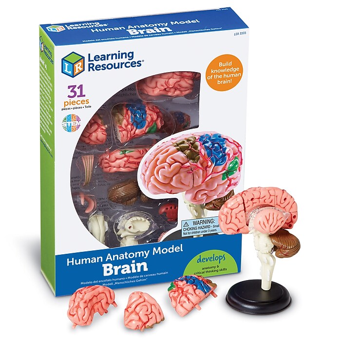 Learning Resources Brain Anatomy Model (LER3335) | Staples