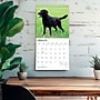 2027 BrownTrout Black Labrador Retrievers 12" x 12" Monthly Wall Calendar (9798330712557)~#|#~9861FE10-F8C1-4E9A-B44083A074E58EA8_sc7
