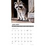 2027 Willow Creek Rascally Raccoons 12" x 12" Monthly Wall Calendar, Assorted Colors (62029)~#|#~989ACFE7-3D54-44A3-A9DD91254FC9A670_sc7