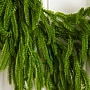 Nearly Natural Pre-Lit Artificial Real touch Norfolk Island Pine Garland, 6' (W1393)~#|#~98D710F7-8953-4F56-B755F4AB928E1BD7_sc7