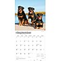 2026 BrownTrout Rottweilers 12" x 12" Monthly Wall Calendar (9798330705399)~#|#~9915763D-F360-44A6-9E88D7D740043C27_sc7