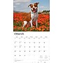 2026 BrownTrout American Pit Bull Terriers 14" x 12" Monthly Wall Calendar (9798330707867)~#|#~99899EA5-70C6-417F-9362B089B95F2188_sc7