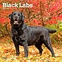 2027 BrownTrout Black Labrador Retrievers 12" x 12" Monthly Wall Calendar (9798330712557)~#|#~99D58F4E-99D4-42B6-975144305D457882_sc7