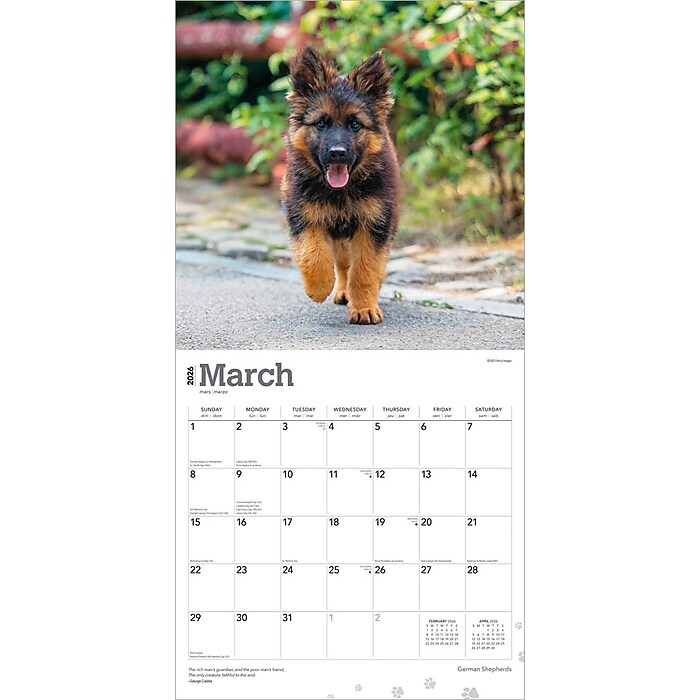 2026 BrownTrout German Shepherds 12
