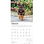 2026 BrownTrout German Shepherds 12" x 12" Monthly Wall Calendar (9798330703388)~#|#~9A30A1D4-B8BD-4C46-AA05F7802D587CDE_sc7