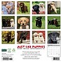 2027 Willow Creek Lab Puppies 12" x 12" Monthly Wall Calendar (60964)~#|#~9AC5F233-2196-4838-9D776FD1C243D85F_sc7