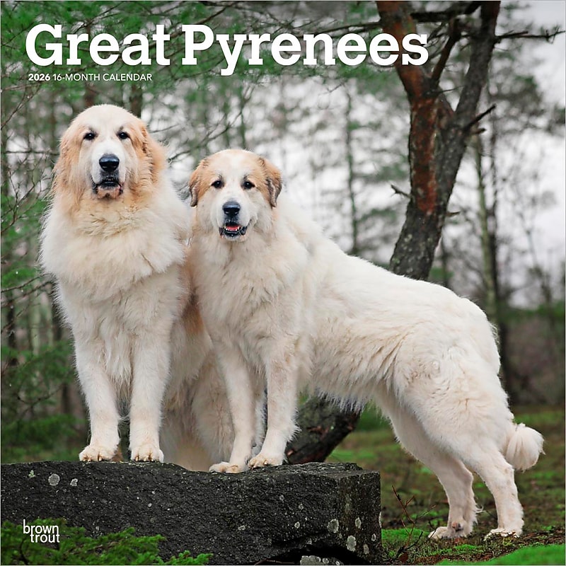 2026 BrownTrout Great Pyrenees 12" x 12" Monthly Wall Calendar (9798330703531) image 1