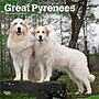 2026 BrownTrout Great Pyrenees 12" x 12" Monthly Wall Calendar (9798330703531)~#|#~9B4BCB12-FF48-4BEE-950426A2B8C0A8E0_sc7