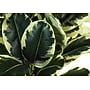 Monarch Specialties Inc. 47" Artificial Oak Tree in Pot (I 9544)~#|#~9B87BEC6-7660-48BA-A72B1B59B93FE18E_sc7