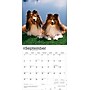 2026 BrownTrout Shetland Sheepdogs 12" x 12" Monthly Wall Calendar (9798330705511)~#|#~9B95C56F-E303-4AD7-B97DFF2582317D00_sc7