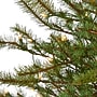 Nearly Natural Vancouver Mountain Pine Artificial Christmas Tree, 4' (T1921)~#|#~9BAD77C0-03FA-409C-BA0E2005DE53D3FD_sc7