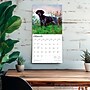 2026 BrownTrout German Shorthaired Pointers 12" x 12" Monthly Wall Calendar (9798330703401)~#|#~9BF06E8E-9E9E-4B0C-B2C16DB056C94831_sc7