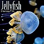 2026 Willow Creek Jellyfish 12" x 12" Monthly Wall Calendar (55892)~#|#~9BF0F346-7930-41BD-B1E232203358F89D_sc7