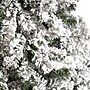 Nearly Natural 10-ft Flocked West Virginia Fir Artificial Christmas Tree with 800 Clear LED Lights and 1680 Tips (T3381)~#|#~9C2C8EEB-9ADC-44EE-95929593C29A6373_sc7
