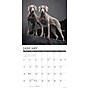 2026 Willow Creek Weimaraners 12" x 12" Monthly Wall Calendar (53119)~#|#~9C6B926A-7DAF-4BC4-B9C31B88EAA5E2C2_sc7