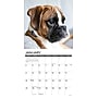 2026 Willow Creek Boxer Puppies 12" x 12" Monthly Wall Calendar (50361)~#|#~9CB37149-C6E1-439D-A4912E11CF06D182_sc7