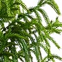 Nearly Natural Artificial Norfolk Pine Tree, 5' (T4709)~#|#~9CD405DC-6160-4FD3-BFA594D8A73966EE_sc7