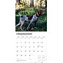2026 BrownTrout German Shorthaired Pointers 12" x 12" Monthly Wall Calendar (9798330703401)~#|#~9D010E51-B573-4374-81EA0EED913CB92F_sc7