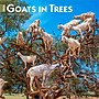 2026 BrownTrout Goats in Trees 12" x 12" Monthly Wall Calendar (9798330703449)~#|#~9D062805-C9FE-41FB-AC766AB56C16F6D0_sc7
