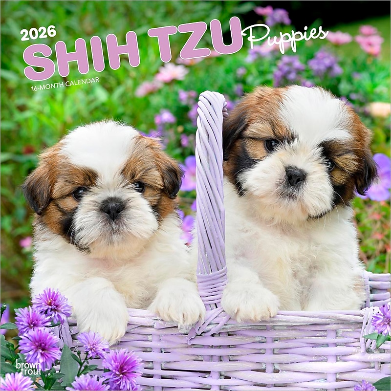 2026 BrownTrout Shih Tzu Puppies 12" x 12" Monthly Wall Calendar (9798330705559) image 1