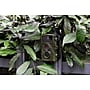 Technaxx Nature Wild Cam TX-69 Outdoor 2.4" Security Camera, Multicolored (4719)~#|#~9DBDF6FC-2255-4C07-95EBD0557FD7B041_sc7