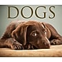 2026 Willow Creek Dogs 6.2" x 5.4" Day-to-Day Calendar (54147)~#|#~9DF1814D-35DC-4F97-8E2CAE0230720584_sc7