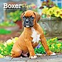 2027 BrownTrout Boxer Puppies 7" x 7" Monthly Wall Calendar, Assorted Colors (9798330709946)~#|#~9EA733E6-BC1D-40A4-AFC4371D162BBA3E_sc7