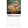 2027 Willow Creek Mushrooms 12" x 12" Monthly Wall Calendar, Assorted Colors (61374)~#|#~9EC63DF6-3D54-4C3A-91A926E54980D2A2_sc7