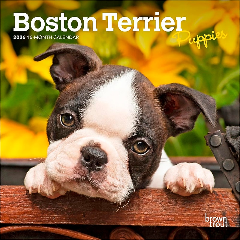 2026 BrownTrout Boston Terrier Puppies 7" x 7" Monthly Wall Calendar (9798330702589) image 1