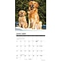 2027 Willow Creek Just Goldens 7" x 7" Monthly Wall Calendar, Assorted Colors (64047)~#|#~9EEEB37C-DB58-49CA-814B8D8491A8E4CF_sc7