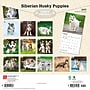 2027 BrownTrout Siberian Husky Puppies 12" x 12" Monthly Wall Calendar (9798330712700)~#|#~9EFCEB6B-EC19-4EF5-98ED85F2714D0589_sc7