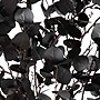 Nearly Natural Pre-Lit Artificial Halloween Black Eucalyptus Tree, 8' (T5225)~#|#~A05BE914-9816-4934-A803A8C82383AD56_sc7