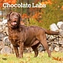 2027 BrownTrout Chocolate Labrador Retrievers 12" x 12" Monthly Wall Calendar (9798330712564)~#|#~A0D81556-5C74-4BA1-950A84B7B017457C_sc7