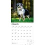2026 BrownTrout Australian Shepherds 12" x 12" Monthly Wall Calendar (9798330702220)~#|#~A1126257-EBCB-4D1D-8075EE3EC12064FC_sc7