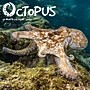 2027 Willow Creek Octopus 12" x 12" Monthly Wall Calendar (61596)~#|#~A13BCFFB-5107-431B-89E6E2B77246D0F1_sc7