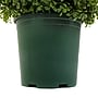 National Tree Company 44" Artificial Boxwood Spiral Topiary (LBXM63-800-44U)~#|#~A149FAE6-F812-45F3-9A53E6C5F62C30C7_sc7