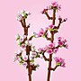 LEGO Botanicals Cherry Blossoms, 430 Pieces (40725)~#|#~A159F25E-89FA-4381-BDAACF5C14792B00_sc7