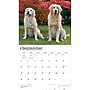 2027 BrownTrout For the Love of Golden Retrievers 14" x 12" Monthly Wall Calendar, Assorted Colors (9798330709267)~#|#~A1AEC212-2977-4437-9915D7BD60034CE4_sc7