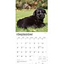 2026 BrownTrout Schnauzer Puppies 12" x 12" Monthly Wall Calendar (9798330705443)~#|#~A1C1667D-1134-41B2-AF49BB096439E650_sc7