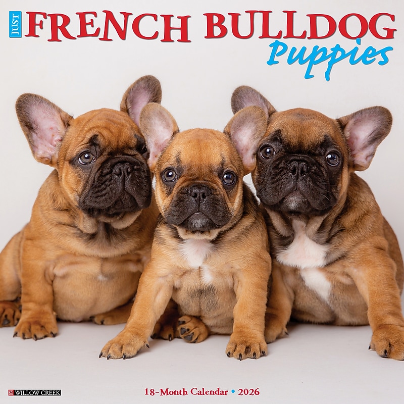 2026 Willow Creek French Bulldog Puppies 12" x 12" Monthly Wall Calendar (51160) image 1