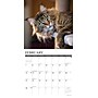 2027 Willow Creek Maine Coon Cats 12" x 12" Monthly Wall Calendar, Assorted Colors (61121)~#|#~A2259C74-16B4-478E-9FEB2E5AAD7F7679_sc7