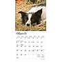 2026 BrownTrout Border Collies 7" x 7" Monthly Wall Calendar (9798330702558)~#|#~A2D642D9-8462-49C8-BCD91D7A4F52BBB0_sc7