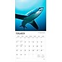 2026 BrownTrout Sharks 12" x 12" Monthly Wall Calendar (9798330705504)~#|#~A2EF40B4-EEBE-4BC6-90715EF2E718E6C1_sc7