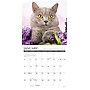 2026 Willow Creek What Cats Teach Us 7" x 7" Monthly Wall Calendar (53829X)~#|#~A2F0ED09-793E-4623-B69E8A32AC6F32DA_sc7