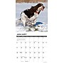 2026 Willow Creek English Springer Spaniels 12" x 12" Monthly Wall Calendar (51047)~#|#~A2FAAD08-3069-4AD1-AAA15E250FF7F0CB_sc7